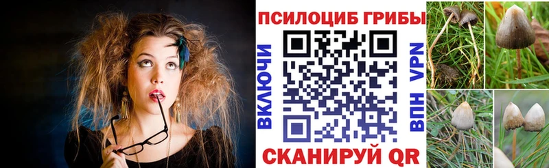 KRAKEN как войти Нерюнгри Псилоцибиновые грибы Psilocybine cubensis
